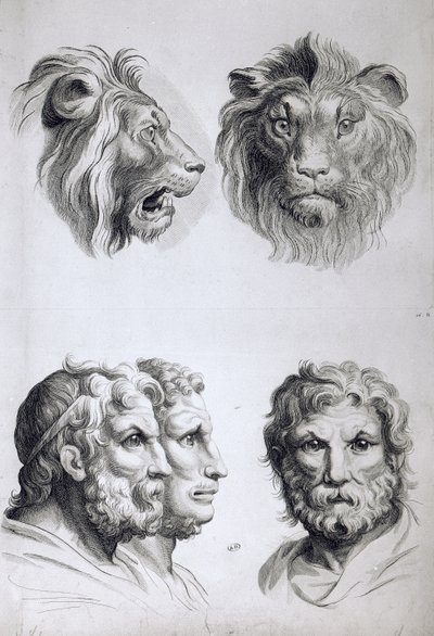 Somiglianze tra la testa di un leone e un uomo, da 
