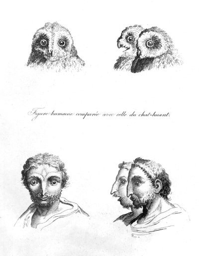 Somiglianze tra la testa di un barbagianni e un uomo, da 