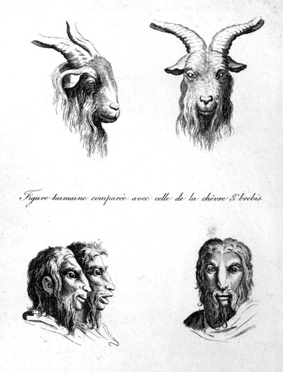 Somiglianze tra la testa di una capra e un uomo, da 