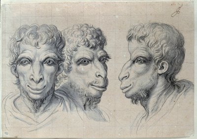 Studi di tre teste di uomini che ricordano la fisionomia del cammello. Disegno di Charles Lebrun (1619-1690) XVII secolo. Parigi, Museo del Louvre da Charles Le Brun