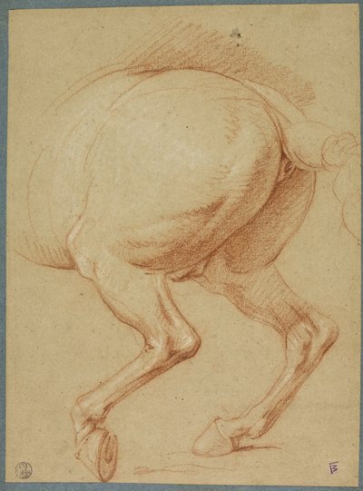 Le zampe posteriori di un cavallo da Charles Le Brun