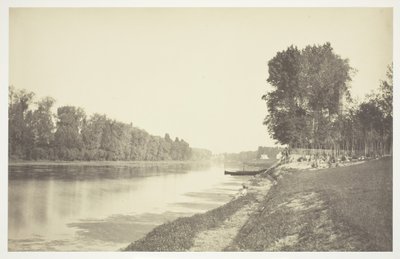 Senza titolo [Alberi vicino all
