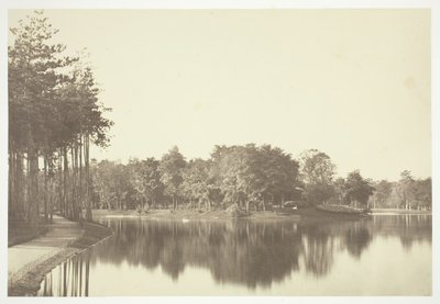 Senza titolo, c. 1850. [Alberi vicino all