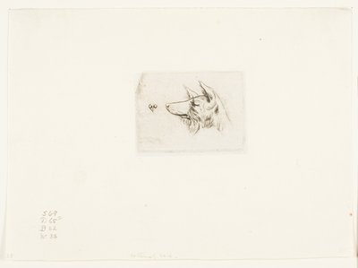 Testa di un cane di New Holland da Charles Meryon