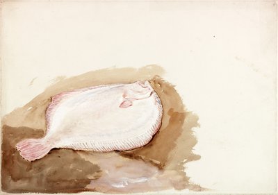 Studio di un pesce piatto da Charles Napier Hemy