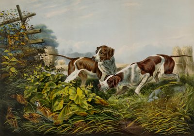 Sport di campagna americani. "Su un punto". da Charles Parsons
