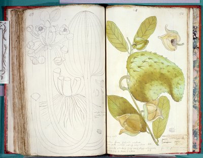 Ms 23 Cardamomo, da un manoscritto sulle piante delle Antille e Santo Domingo da Charles Plumier