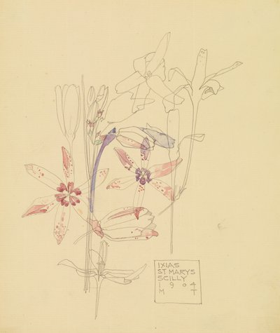 Ixias da Charles Rennie Mackintosh