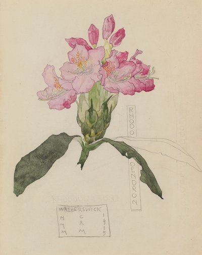 Studio di un Rododendro da Charles Rennie and MacDonald Mackintosh Margaret Mackintosh
