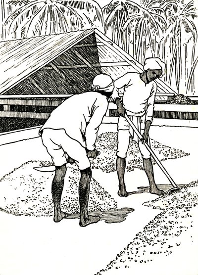 Essiccazione del cacao da Charles Robinson