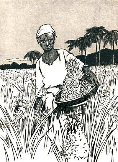 Raccolta di ananas, 1912 da Charles Robinson