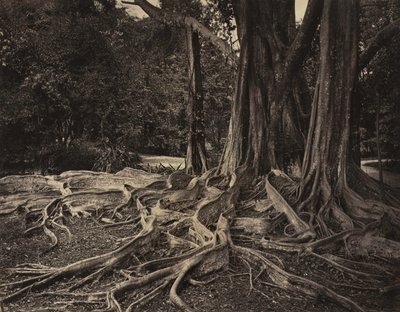 Albero della gomma, Assam, India Ficus Elastica, c.1880 da Charles T. Scowen