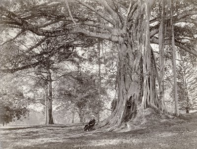 Un gentiluomo seduto sotto un grande albero nativo a Ceylon britannica, ora chiamata Sri Lanka, anni 