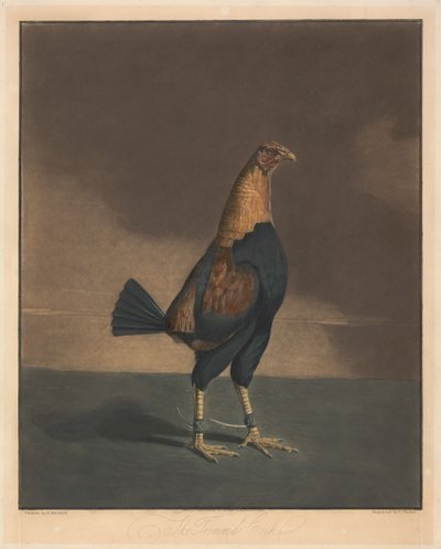 Combattimenti tra galli [una coppia]:  2. Il gallo spennato da Charles Turner