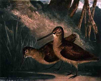 Beccacce, tavola 4 di British Feather Game, inciso dall