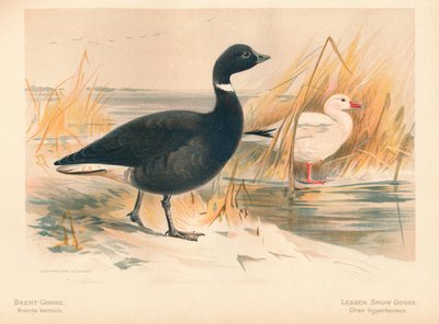 Oca brent Branta bernicla, oca delle nevi minore Chen hyperboreus, 1900, 1900 da Charles Whymper