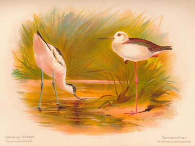 Avocetta comune Recurvirostra avocetta, Cavaliere d