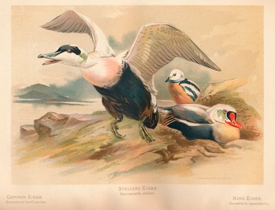 Edredone comune Somateria mollissima, Edredone di Steller Heniconnetta stelleri, Edredone reale Somateria da Charles Whymper