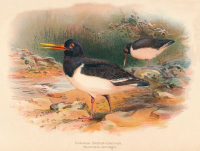 Beccaccia di mare comune Haematopus ostralegus, 1900 da Charles Whymper