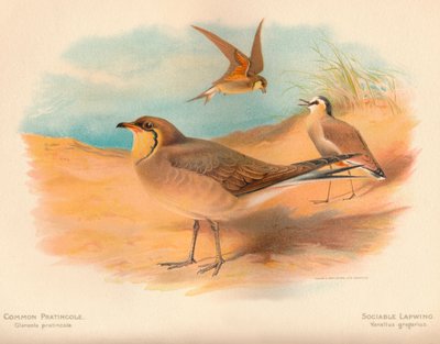 Pernice di mare comune Glareola pratincola, Pavoncella gregaria Vanellus gregarius, 1900 da Charles Whymper