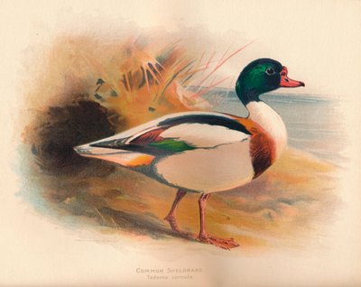 Germano reale comune Tadorna cornuta, 1900 da Charles Whymper