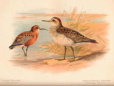 Pittima minore Tringa subarquata, Piro piro siberiano Heteropygia acuminata, 1900 da Charles Whymper