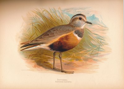 Piviere tortolino Eudromias morinellus, 1900 da Charles Whymper