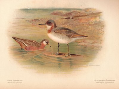Phalarope grigio Phalaropus fulicarius, Phalarope dal collo rosso Phalaropus hyperboreus, 1900 da Charles Whymper