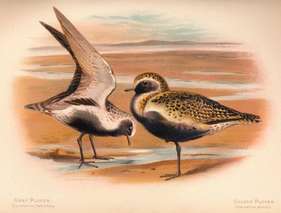Piviere grigio Squatarola helvetica, Piviere dorato Charadrius pluvialus, 1900 da Charles Whymper