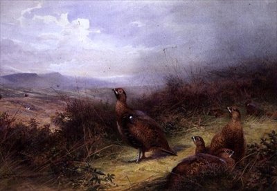 Galli nelle Highlands da Charles Whymper