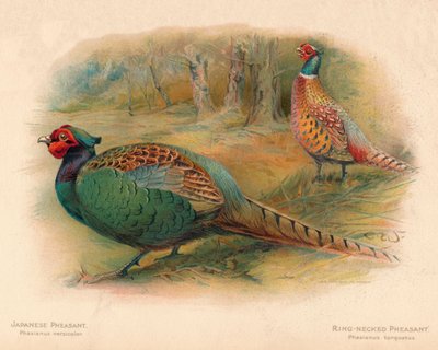 Fagiano giapponese Phasaianus versicolor, Fagiano dal collo anellato Phasaianus torquatus, 1900, 190 da Charles Whymper