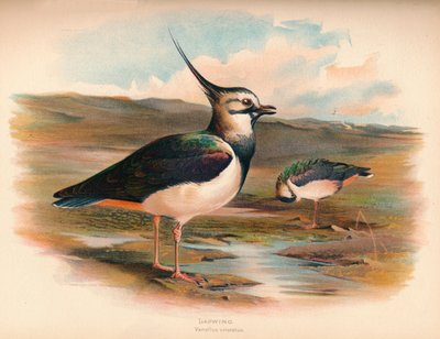 Pavoncella Vanellus cristacus, 1900 da Charles Whymper