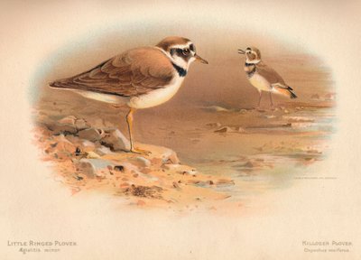 Corriere piccolo Aegialitis minor, Corriere vocifero Oxyechus vociferus, 1900 da Charles Whymper