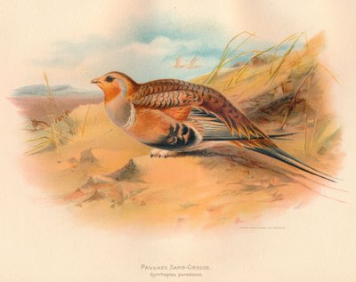 Ganga di Pallas Syrrhaptes paradoxus, 1900 da Charles Whymper