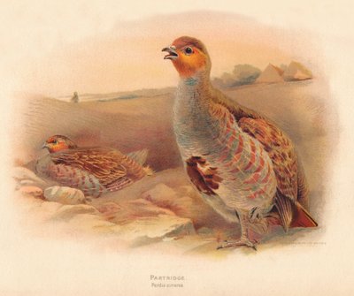 Pernice Perdix cinerea, 1900 da Charles Whymper