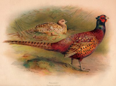Fagiano Phasianus colchicus, 1900 da Charles Whymper