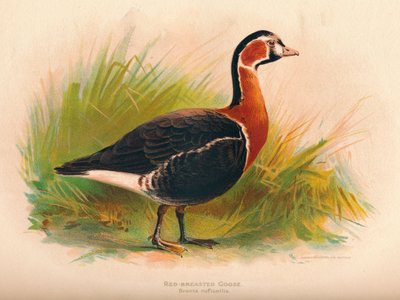 Oca dal Petto Rosso Branta ruficollis, 1900 da Charles Whymper