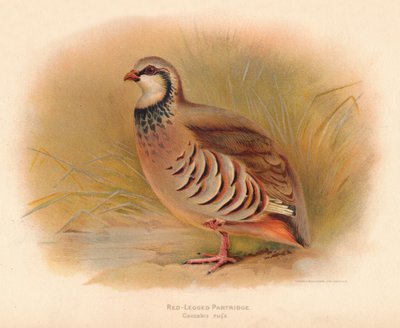 Pernice Rossa Caccabus rufa da Charles Whymper