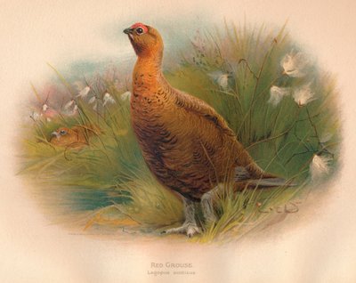 Gallo cedrone rosso Lagopus scoticus, 1900 da Charles Whymper