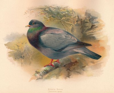 Colomba selvatica Columba aenas, 1900 da Charles Whymper