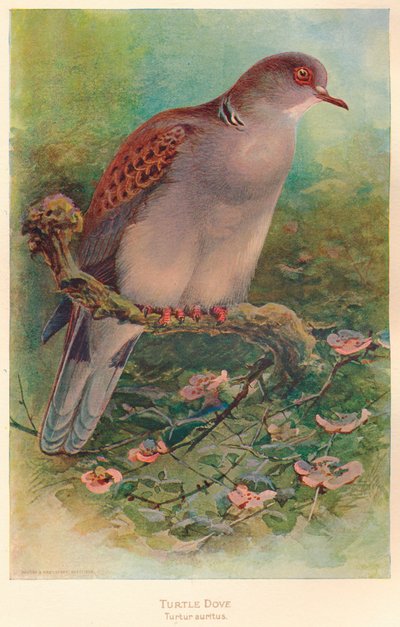 Tortora Turtur auritus, 1900 da Charles Whymper