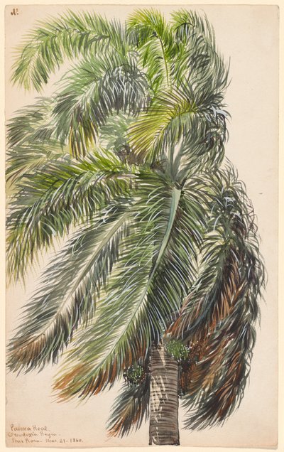 Palma Reale da Charles de Wolf Brownell