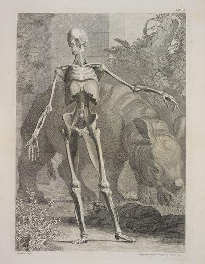 Scheletro e Rinoceronte, Tavole dello Scheletro e dei Muscoli del Corpo Umano, di Bernhard Siegfried Albinus da Charles the Elder Grignion