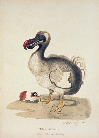 Studio di un dodo e di una cavia, 1847 da Charlotte Augusta Spencer Churchill