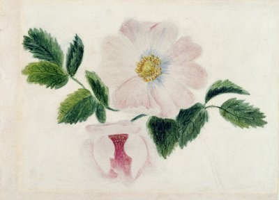 Rose rosa da Charlotte Bronte