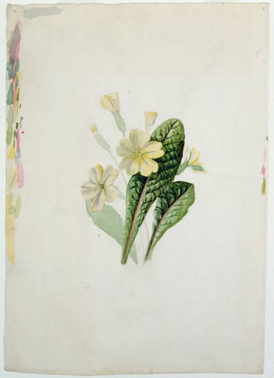 Studio di una primula da Charlotte Bronte