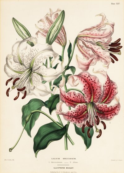 Varietà di gigli giapponesi, Lilium speciosum da Charlotte Caroline Sowerby