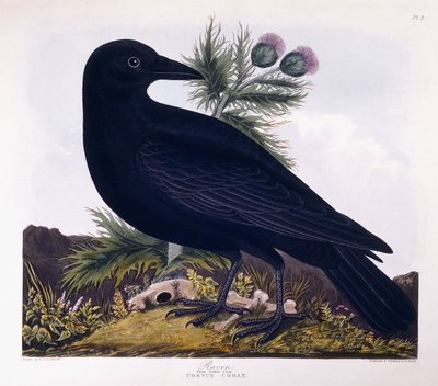 Corvo imperiale da Charlotte L. E. Perrott