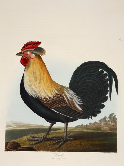 Gallo, Phasianus, pub. 1835 da Charlotte Lousia Emily Perrott