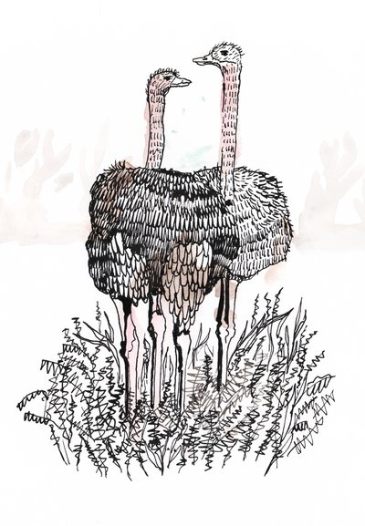 Fenicotteri, 2018 da Charlotte Orr